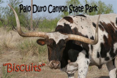 Palo Duro Canyon State Park | Palo duro, Palo duro canyon, State parks