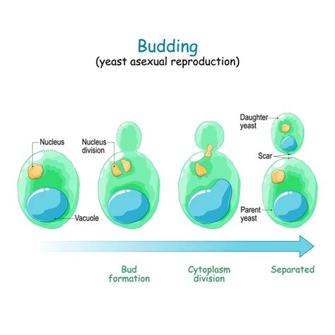 Budding In Plants Asexual Reproduction