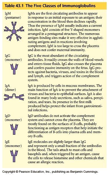 Chart The 5 Classes Of Immunoglobulins Igs Iga Igm Igg Ige And Igd Immunology Nursing