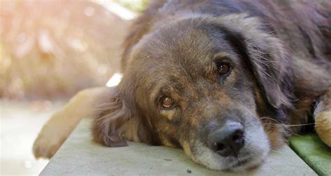 Senior Dogs For Adoption Why Adopting An Older Dog Is The Best