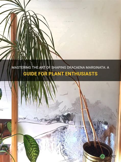 Mastering The Art Of Shaping Dracaena Marginata A Guide For Plant