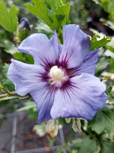 Garten Eibisch Marina Hibiscus Syriacus Marina Kaufen