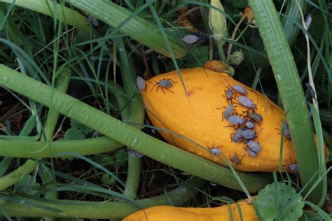 How To Control Squash Bugs Identification And Strategies Mygardenlife