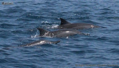 Mandani Tennakoon l Photography: Dolphin Watching in Kalpitiya Sri Lanka