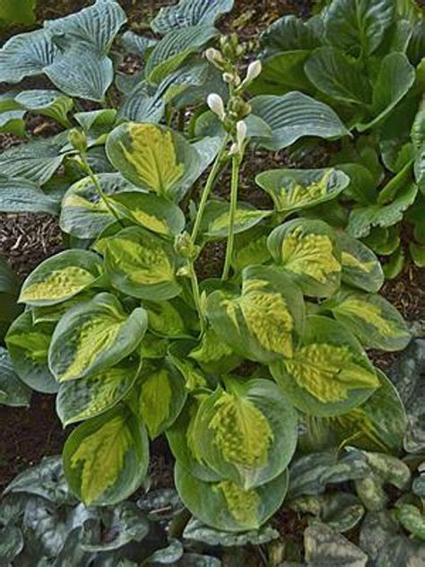 Hosta Pocketful Of Sunshine Perennial Plant Sale Bloomin Designs