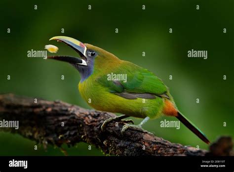 Blue Throated Toucanet Aulacorhynchus Prasinus Detail Portrait Of