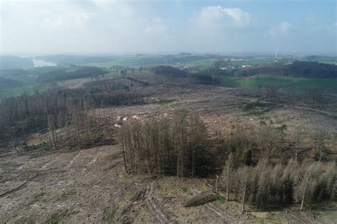 Klimainduziertes Baumsterben und dessen Auswirkungen auf Bodendenkmäler