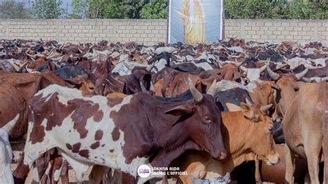 DU JAMAIS VUE REGARDER LARRIVÉE DES BŒUFS DE SOKHNA ADJA SALIOU POUR