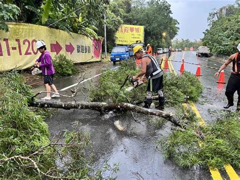 豪雨炸雙北！新店20米高路樹倒塌 橫躺路中央阻通行 社會 中時