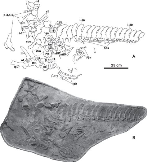 Platecarpus Tympaniticus LACM 128319 Third Slab Containing Pelvic