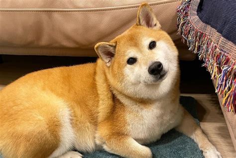 Remembering Cheems: The Iconic Shiba Inu Meme Dog Who Touched Hearts