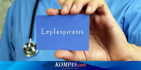 Mengenal Leptospirosis Penyebab Gejala Hingga Pencegahan