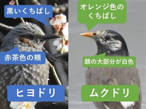 ヒヨドリとムクドリの違いと見分け方 野鳥情報com