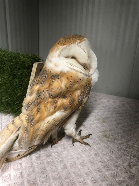 Barn Owl dilemma — Suffolk Owl Sanctuary