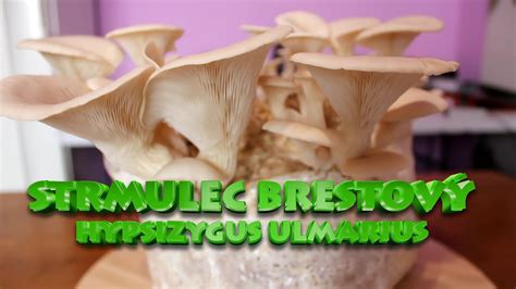 Hypsizygus Ulmarius Strmulec Brestov L Ha Jilmov Elm Oyster Youtube