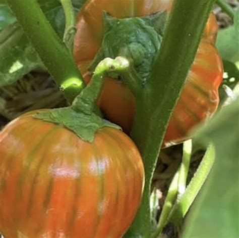 Turkish Orange Eggplant Seeds Organic Tim S Tomatoes