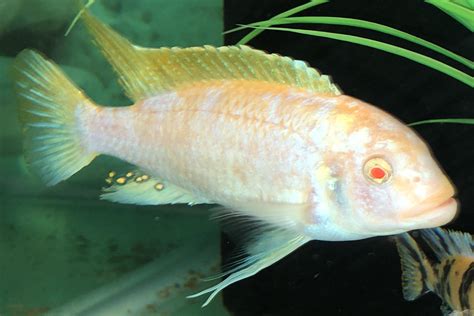 Metriaclima Mbenji Marmalade Albino Californiacichlids