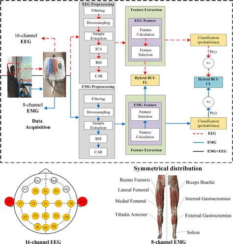 Flow Chart Of Hybrid BCI Research Including Data Acquisition