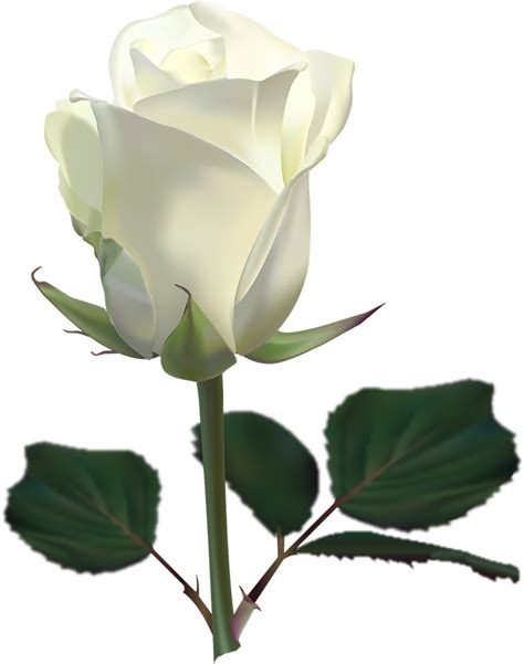 White Roses PNG Image - PurePNG | Free transparent CC0 PNG Image Library