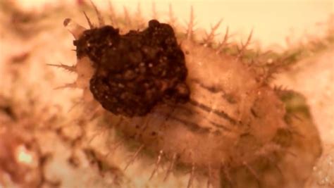 Tortoise Beetle Larvae Use Their Telescopic Anuses To Build Shields