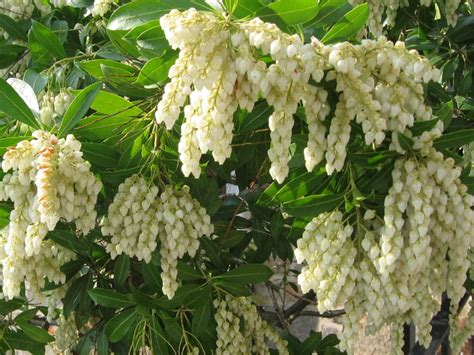 Pieris japonica (Japanese Pieris) - World of Flowering Plants