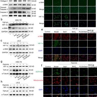 Anti fibrotic efficacy a HSC T6 cells were exposed to TGF β1 10 ng mL