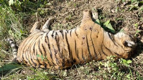 Royal Bengal Tiger found dead in Chitwan - epardafas.com