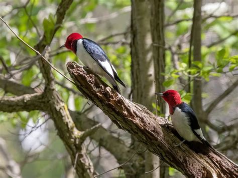 Female Red-headed Woodpeckers (Identification: Male vs… | Bird Fact