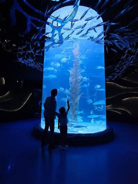 Jakarta Aquarium Wisata Hits Yang Instagramable Banget DeCODE