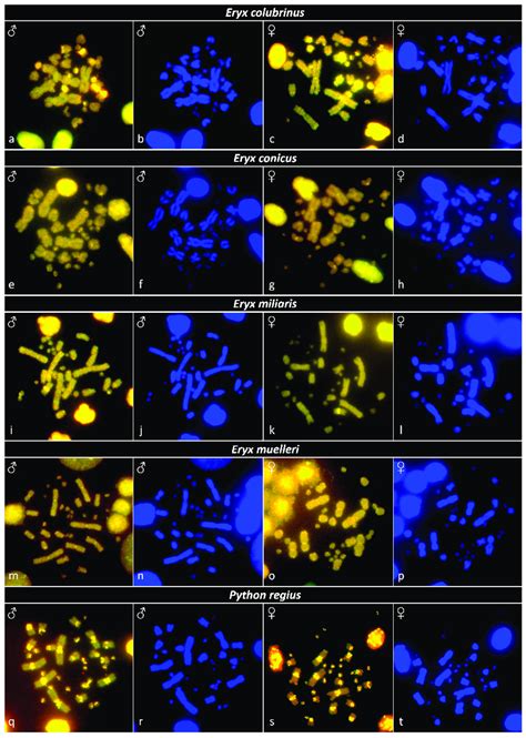 Comparative Genome Hybridization In Metaphases For The Species A D