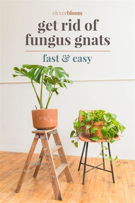 How To Get Rid Of Fungus Gnats In Houseplants Artofit