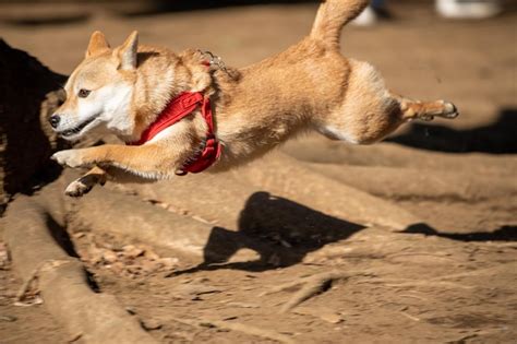 Shiba Inu Brincando Schipperke No Cachorro Vara No Parque