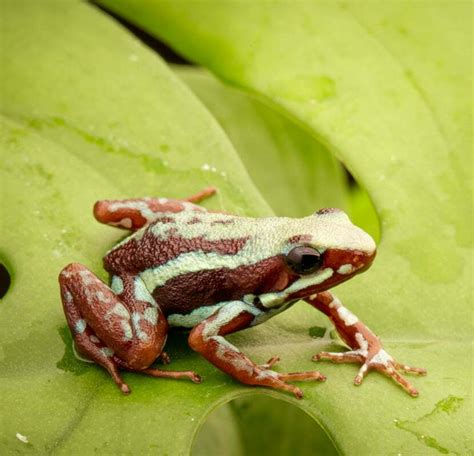 Epipedobates Tricolor Hoogland Dutch Rana