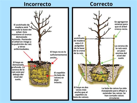 C Mo Plantar Un Arbol Incluye V Deo