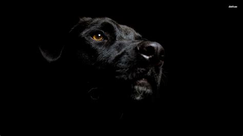 Black Labrador Wallpapers - Wallpaper Cave