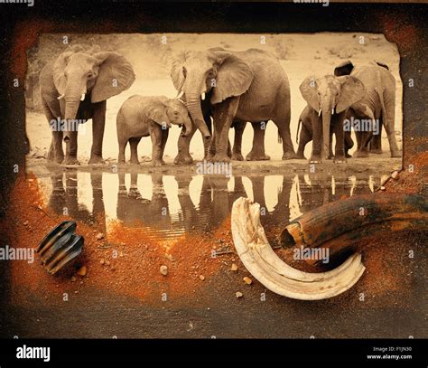 Elephant Herd At Water With Collage Of Sand And Tusks Stock Photo Alamy