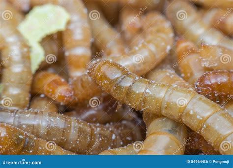 Macro Of Mealworm In A Farm Stock Photo Image Of Bait Horrible