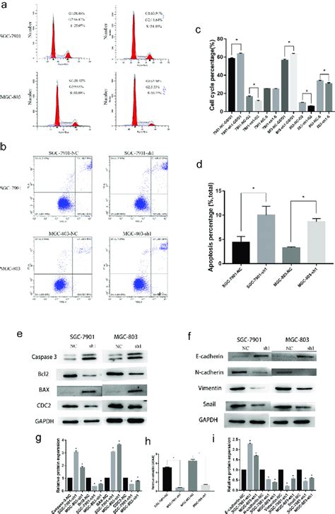 Knockdown Of Nfe2l3 Arrested Cell Cycle Induced Apoptosis And Was