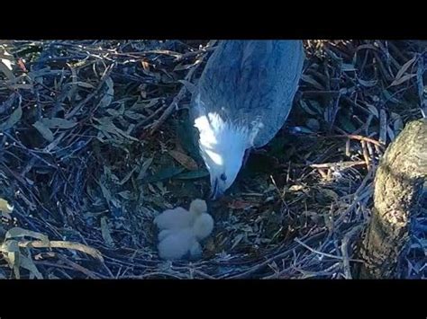 Second Great Feeding For Two Cute Eaglets Sea Eaglecam Aug