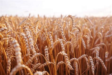 High Yielding Wheat Varieties In India Hybrid Cultivars For Increased