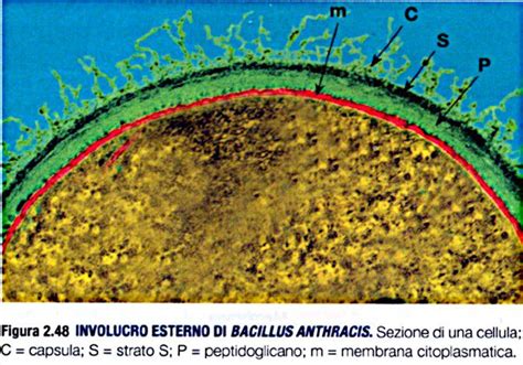 Vibrio Vulnificus Scheda Batteriologica Ed Approfondimenti