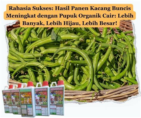 Rahasia Sukses Hasil Panen Kacang Buncis Meningkat Dengan Pupuk