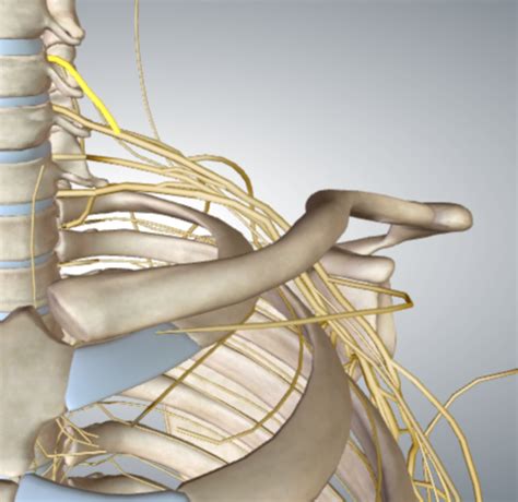 Anatomy Lab 10 Anatomy Lab 9 Flashcards Quizlet