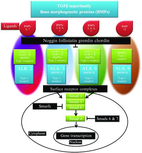 BMP signaling pathway. BMP ligand signaling and the formation of ...