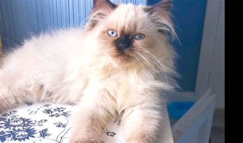 Extra Fluffy Purebred Himalayan Kittens Available Cats And Kittens