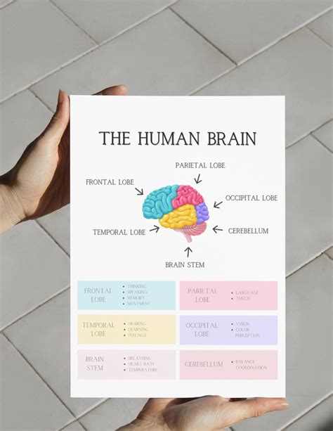 Brain Anatomy Poster Print Psychology Wall Art School - Etsy