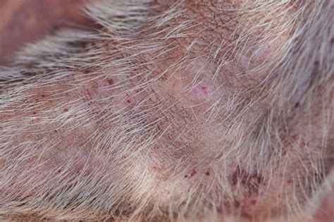 What Do Flea Bites Look Like On Dogs Symptoms And Treatment