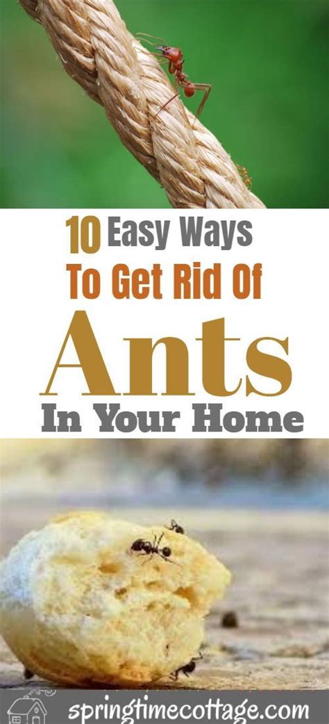 How To Get Rid Of Ants Naturally Rid Of Ants Get Rid Of Ants Ants