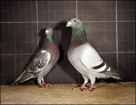 How To Tell If A Pigeon Is Male Or Female