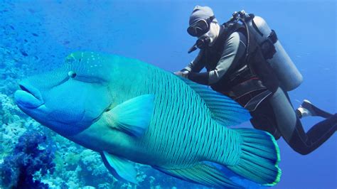 Ikan Napoleon Yang Makin Langka Di Laut Maluku Utara